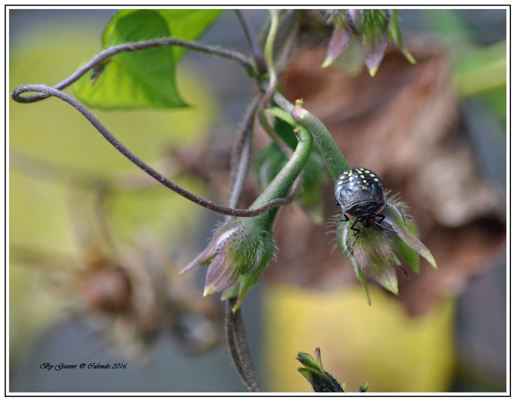 Pentatomidae: ninfa di Nezara viridula